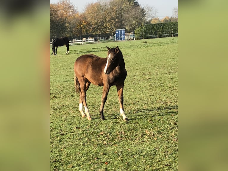 Deutsches Reitpony Wallach 7 Jahre 146 cm Brauner in Kevelaer
