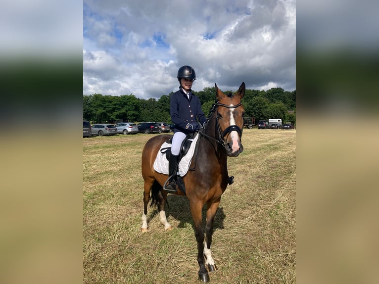 Deutsches Reitpony Wallach 7 Jahre 146 cm Brauner in Kevelaer