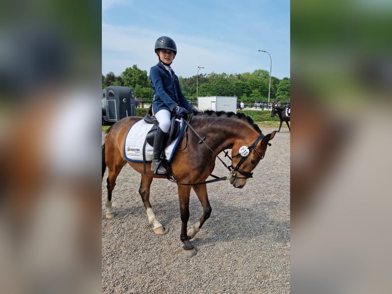 Deutsches Reitpony Wallach 7 Jahre 146 cm Brauner in Kevelaer