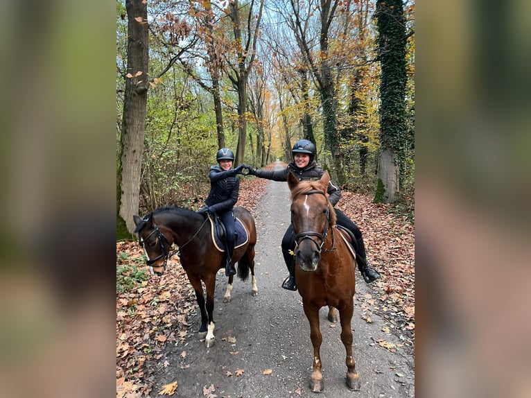 Deutsches Reitpony Wallach 7 Jahre 146 cm Brauner in Kevelaer