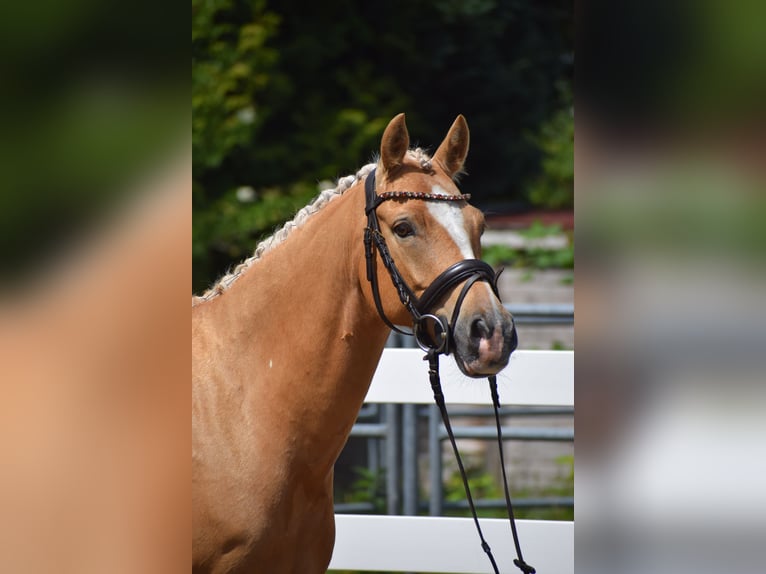Deutsches Reitpony Wallach 7 Jahre 146 cm Palomino in Dätgen