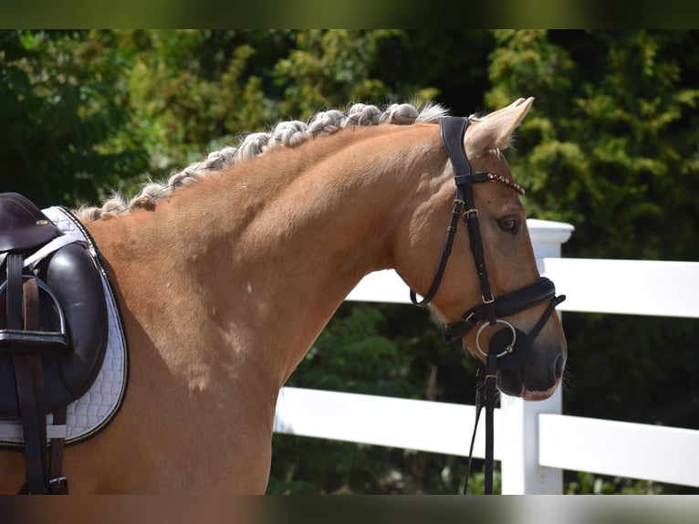 Deutsches Reitpony Wallach 7 Jahre 146 cm Palomino in Dätgen