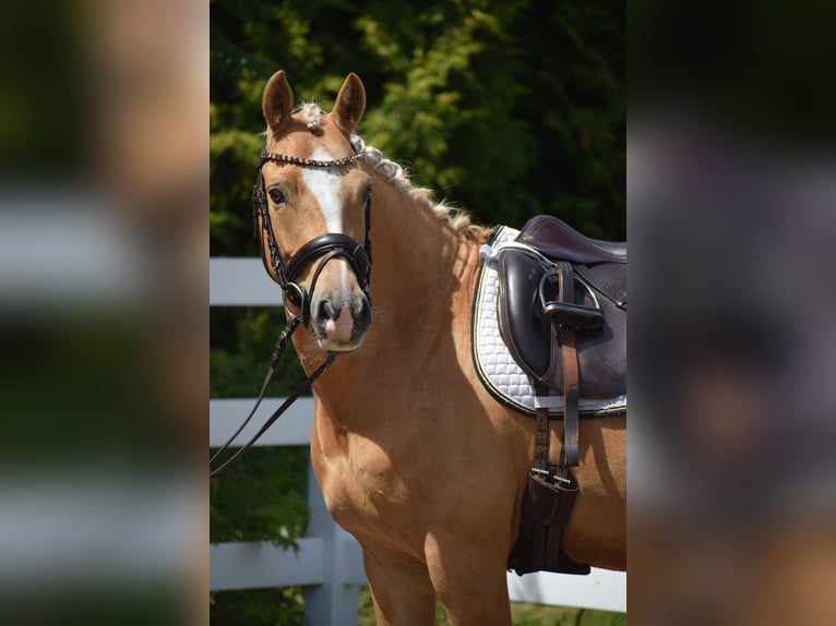 Deutsches Reitpony Wallach 7 Jahre 146 cm Palomino in Dätgen