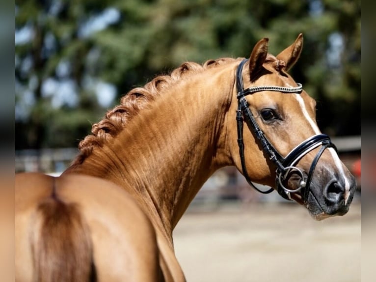 Deutsches Reitpony Wallach 7 Jahre 146 cm Red Dun in Reher