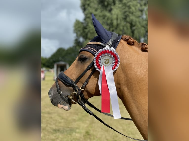 Deutsches Reitpony Wallach 7 Jahre 146 cm Red Dun in Reher