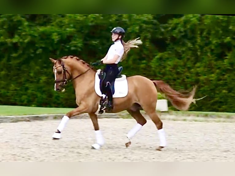 Deutsches Reitpony Wallach 7 Jahre 146 cm Red Dun in Reher