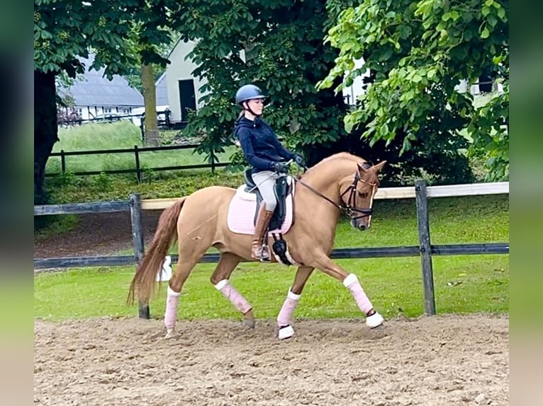 Deutsches Reitpony Wallach 7 Jahre 146 cm Red Dun in Reher