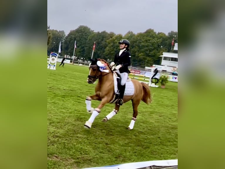 Deutsches Reitpony Wallach 7 Jahre 146 cm Red Dun in Reher