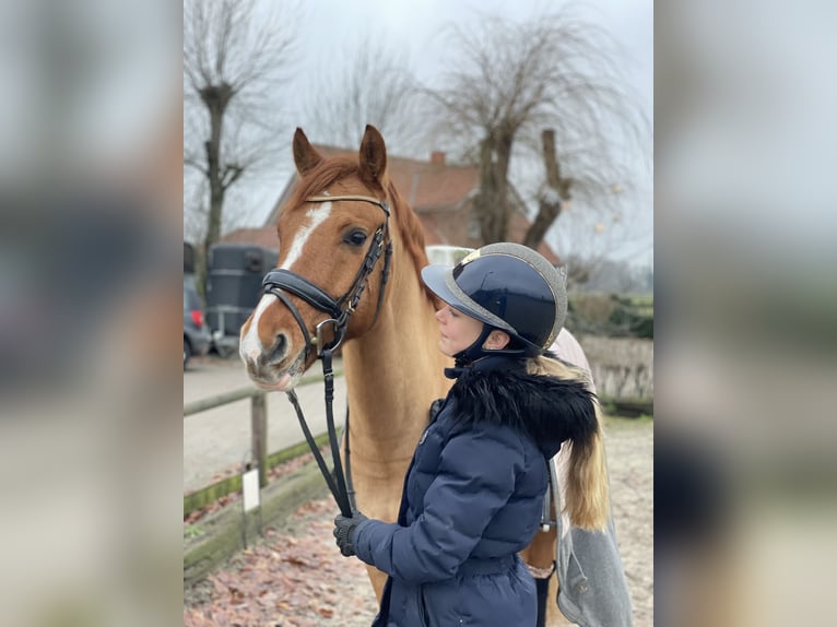 Deutsches Reitpony Wallach 7 Jahre 146 cm Red Dun in Reher