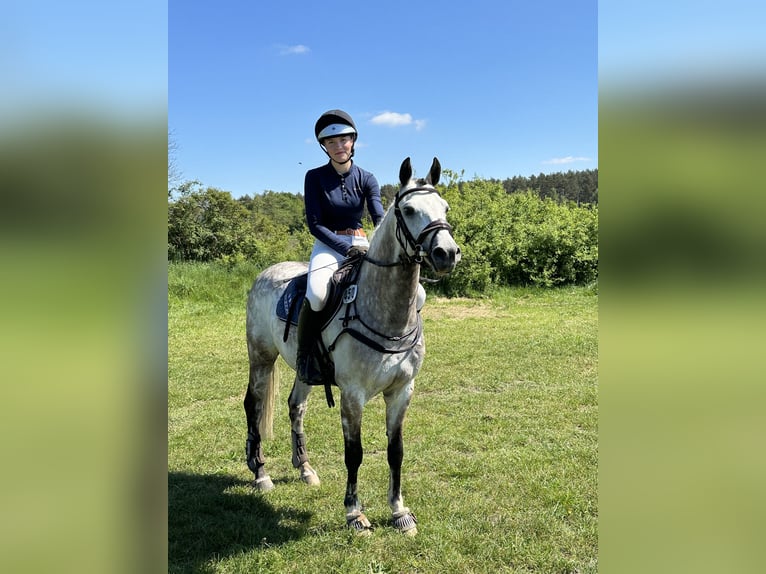 Deutsches Reitpony Wallach 7 Jahre 146 cm Schimmel in Hoffeld