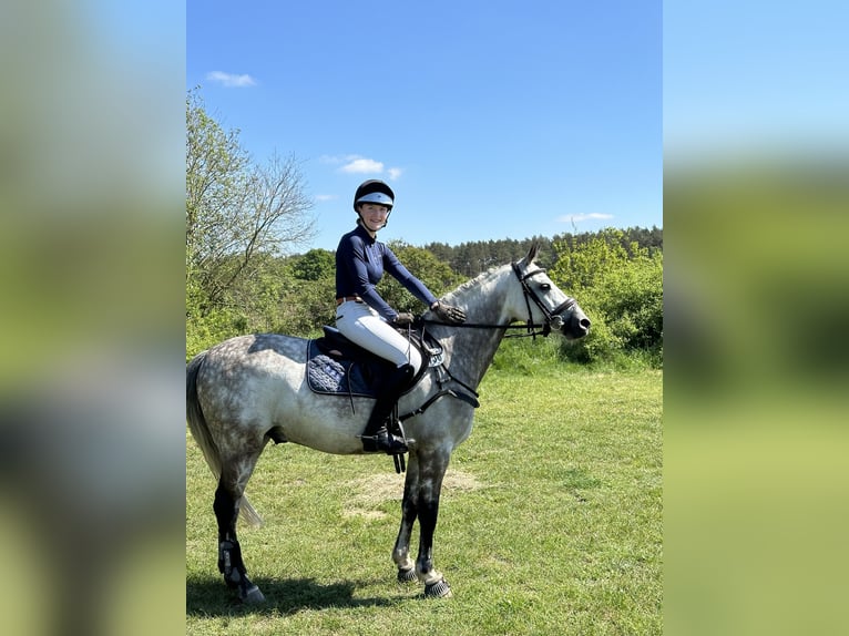 Deutsches Reitpony Wallach 7 Jahre 146 cm Schimmel in Hoffeld