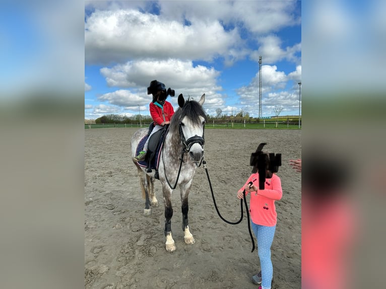 Deutsches Reitpony Wallach 7 Jahre 146 cm Schimmel in Hoffeld