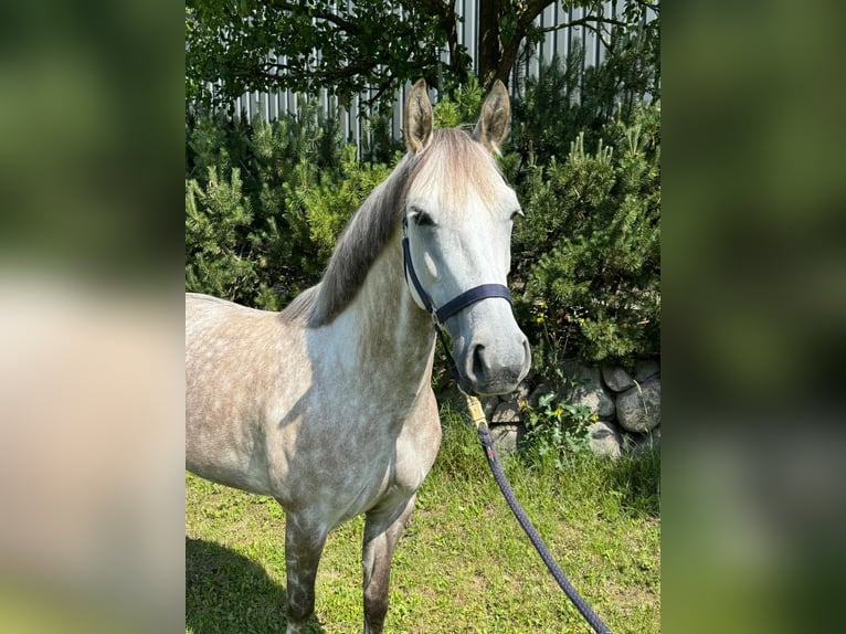 Deutsches Reitpony Wallach 7 Jahre 146 cm Schimmel in WackeN