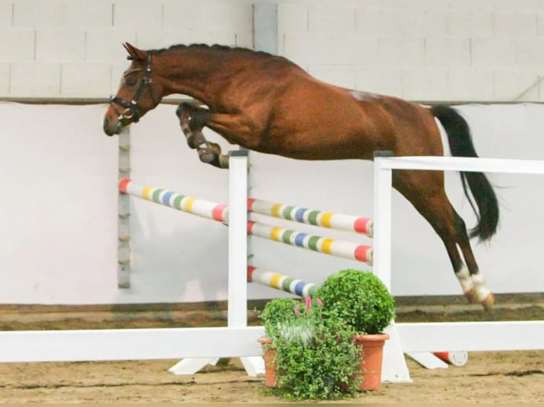 Deutsches Reitpony Wallach 7 Jahre 147 cm Brauner in Süderlügum