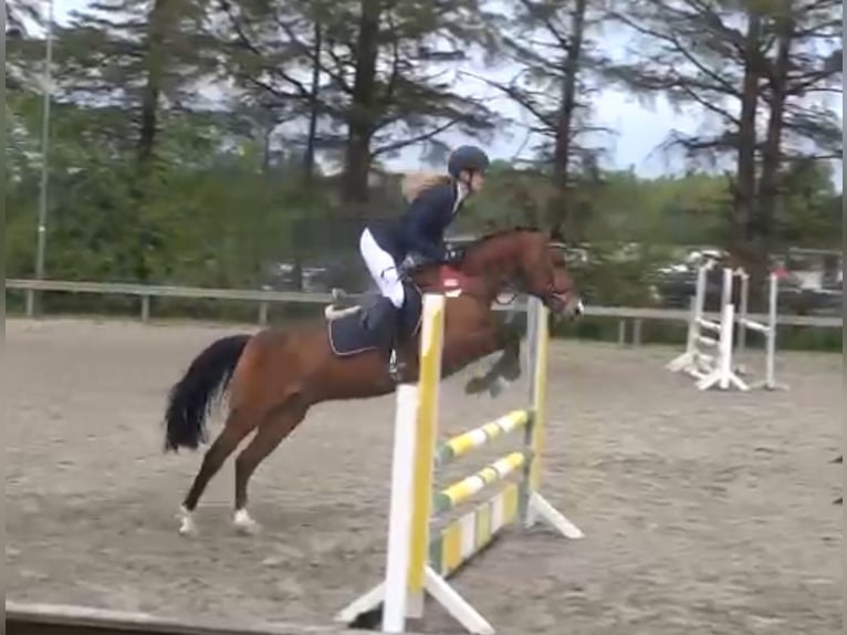 Deutsches Reitpony Wallach 7 Jahre 147 cm Brauner in Süderlügum