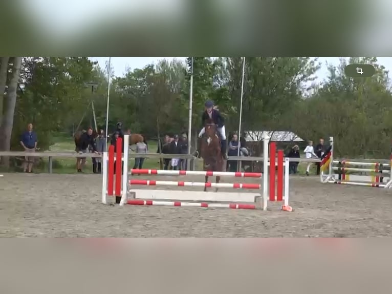 Deutsches Reitpony Wallach 7 Jahre 147 cm Brauner in Süderlügum