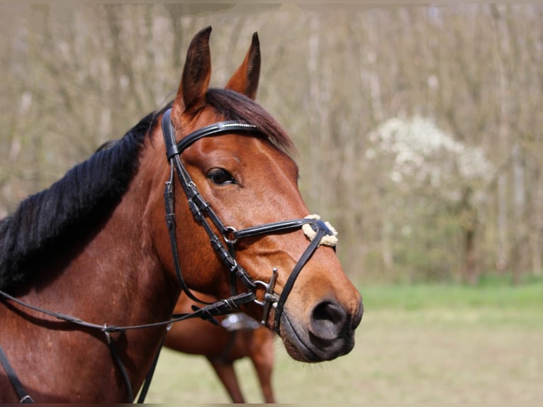 Deutsches Reitpony Mix Wallach 7 Jahre 147 cm Brauner in Osternienburger Land
