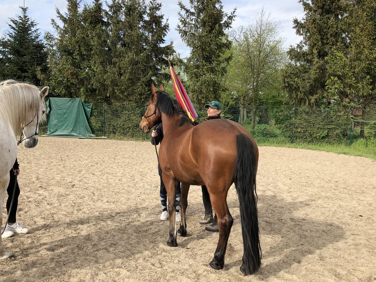 Deutsches Reitpony Mix Wallach 7 Jahre 147 cm Brauner in Osternienburger Land
