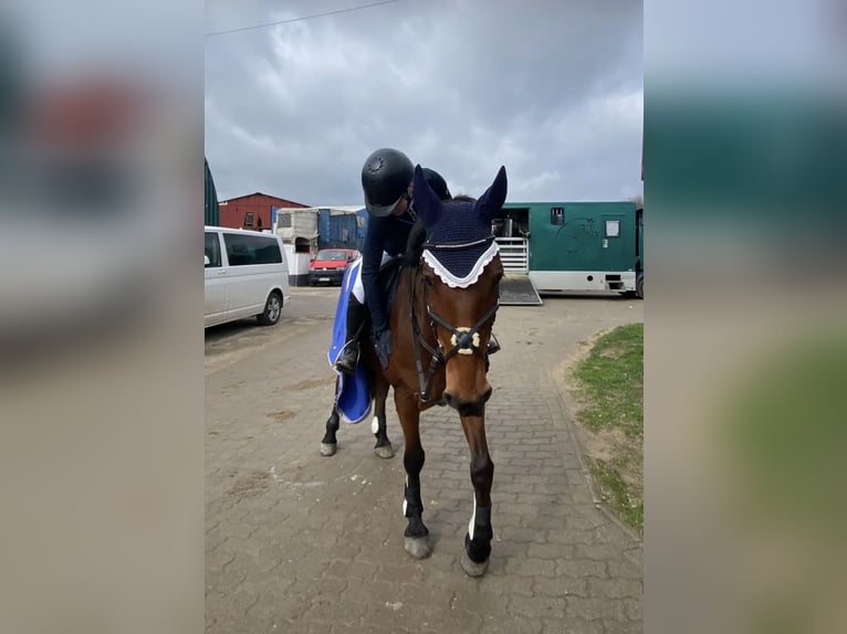 Deutsches Reitpony Mix Wallach 7 Jahre 147 cm Brauner in Osternienburger Land