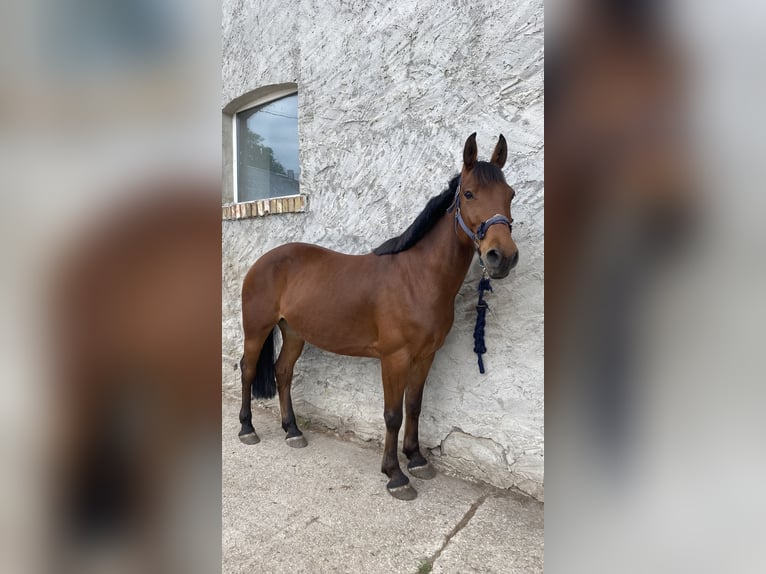 Deutsches Reitpony Mix Wallach 7 Jahre 147 cm Brauner in Osternienburger Land