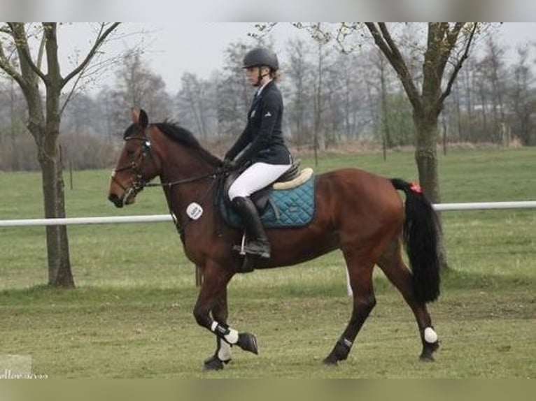Deutsches Reitpony Mix Wallach 7 Jahre 147 cm Brauner in Osternienburger Land