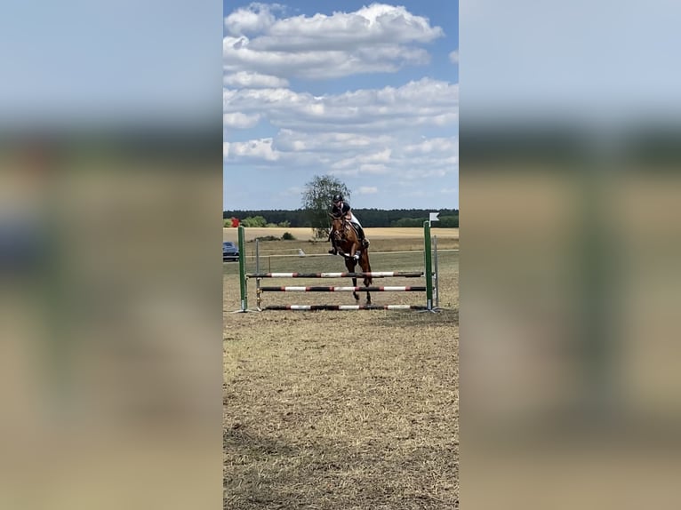 Deutsches Reitpony Mix Wallach 7 Jahre 147 cm Brauner in Osternienburger Land