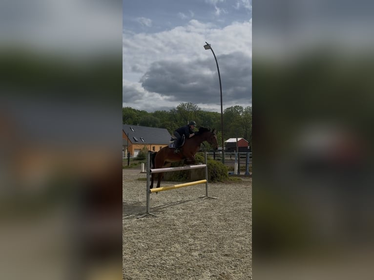 Deutsches Reitpony Mix Wallach 7 Jahre 147 cm Brauner in Osternienburger Land