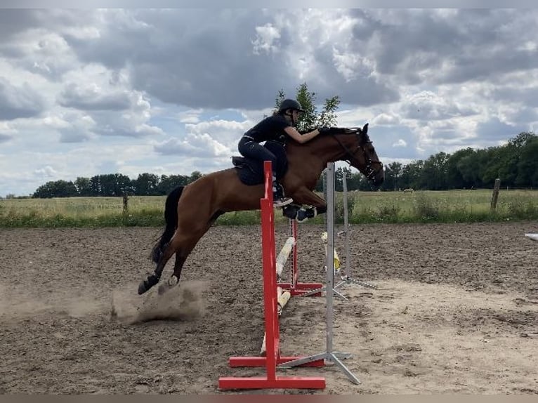 Deutsches Reitpony Mix Wallach 7 Jahre 147 cm Brauner in Osternienburger Land
