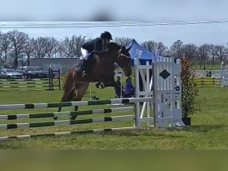 Deutsches Reitpony Mix Wallach 7 Jahre 147 cm Brauner in Osternienburger Land