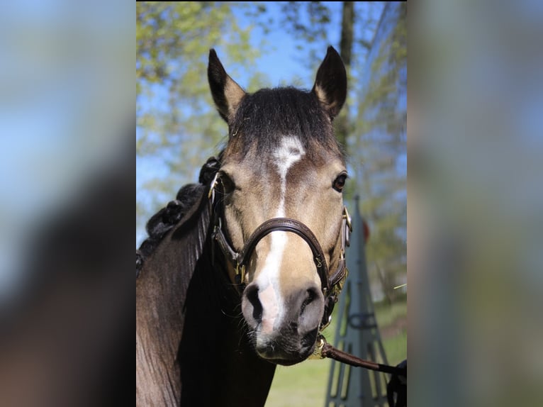 Deutsches Reitpony Wallach 7 Jahre 147 cm Buckskin in Kolkwitz