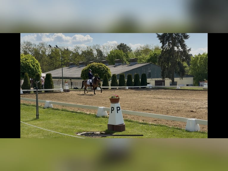 Deutsches Reitpony Wallach 7 Jahre 147 cm Buckskin in Kolkwitz