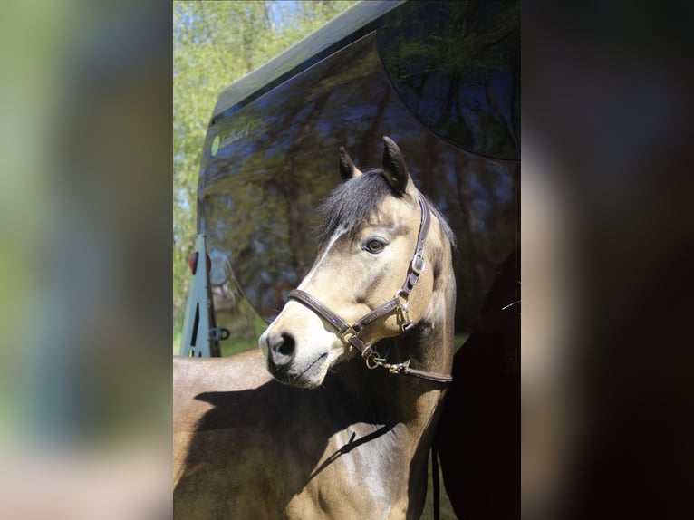Deutsches Reitpony Wallach 7 Jahre 147 cm Buckskin in Kolkwitz