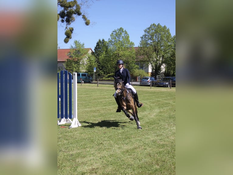 Deutsches Reitpony Wallach 7 Jahre 147 cm Buckskin in Kolkwitz
