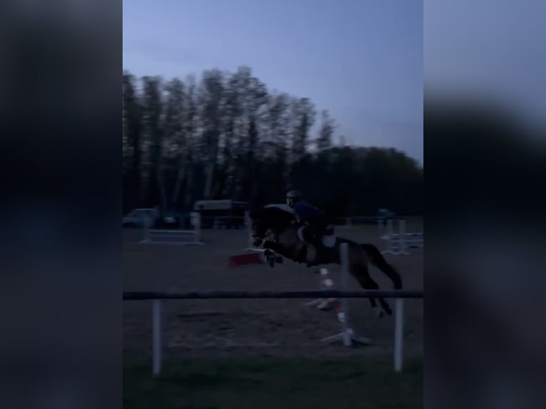 Deutsches Reitpony Wallach 7 Jahre 147 cm Buckskin in Kolkwitz