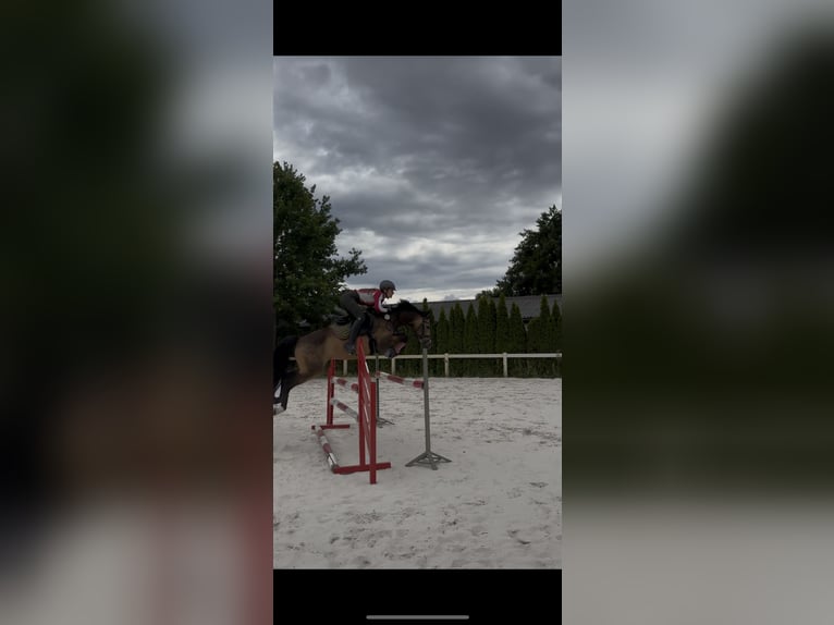 Deutsches Reitpony Wallach 7 Jahre 147 cm Buckskin in Kolkwitz