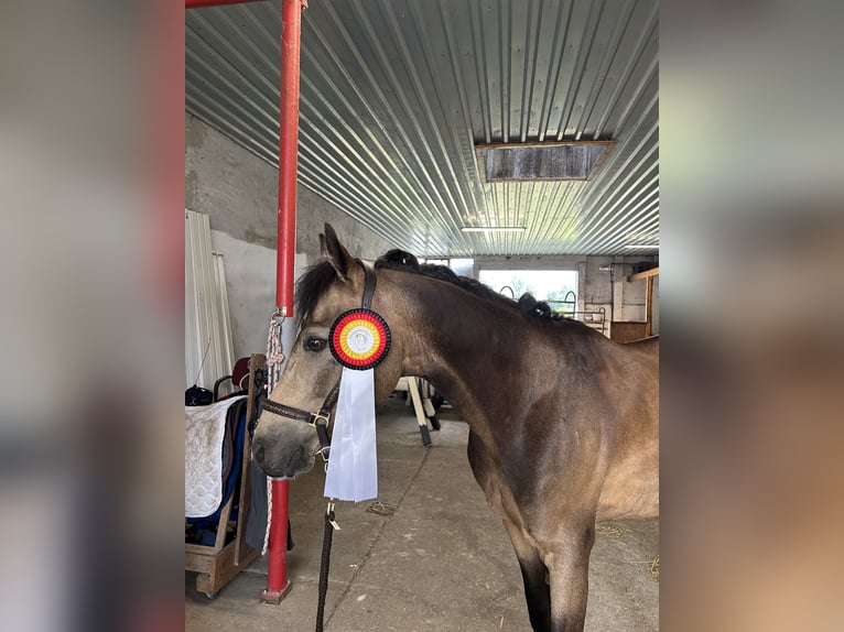 Deutsches Reitpony Wallach 7 Jahre 147 cm Buckskin in Kolkwitz