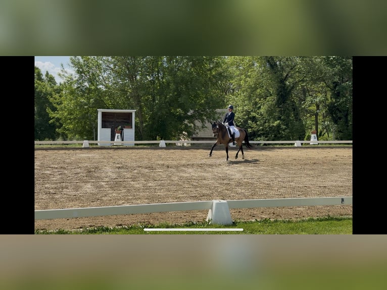 Deutsches Reitpony Wallach 7 Jahre 147 cm Buckskin in Kolkwitz