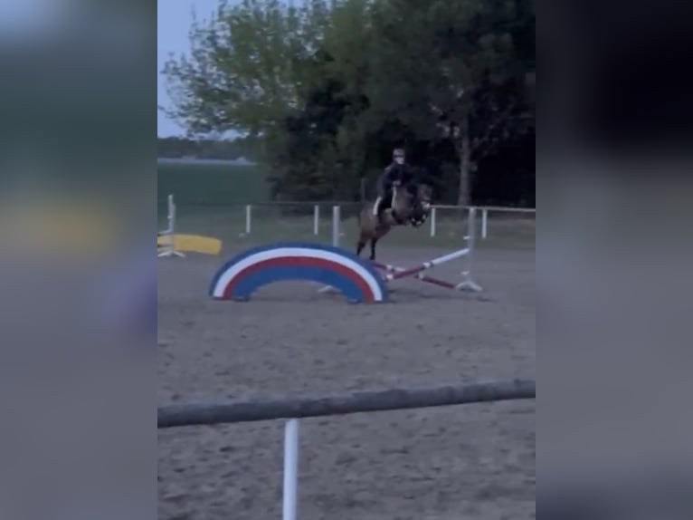 Deutsches Reitpony Wallach 7 Jahre 147 cm Buckskin in Kolkwitz