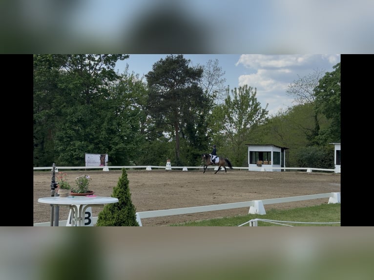 Deutsches Reitpony Wallach 7 Jahre 147 cm Buckskin in Kolkwitz