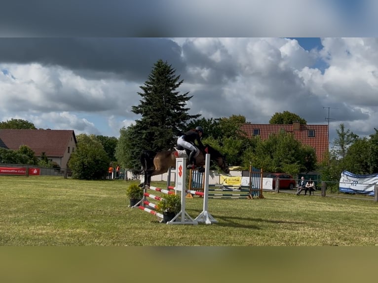 Deutsches Reitpony Wallach 7 Jahre 147 cm Buckskin in Kolkwitz