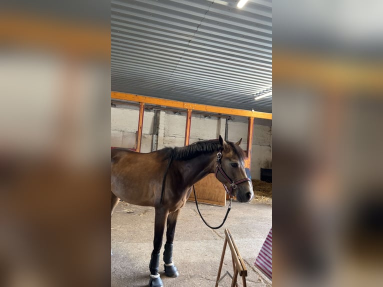 Deutsches Reitpony Wallach 7 Jahre 147 cm Buckskin in Kolkwitz