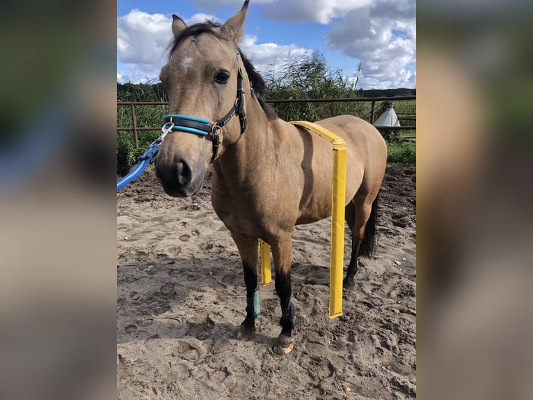 Deutsches Reitpony Wallach 7 Jahre 147 cm Buckskin in M&#xFC;den (Aller)