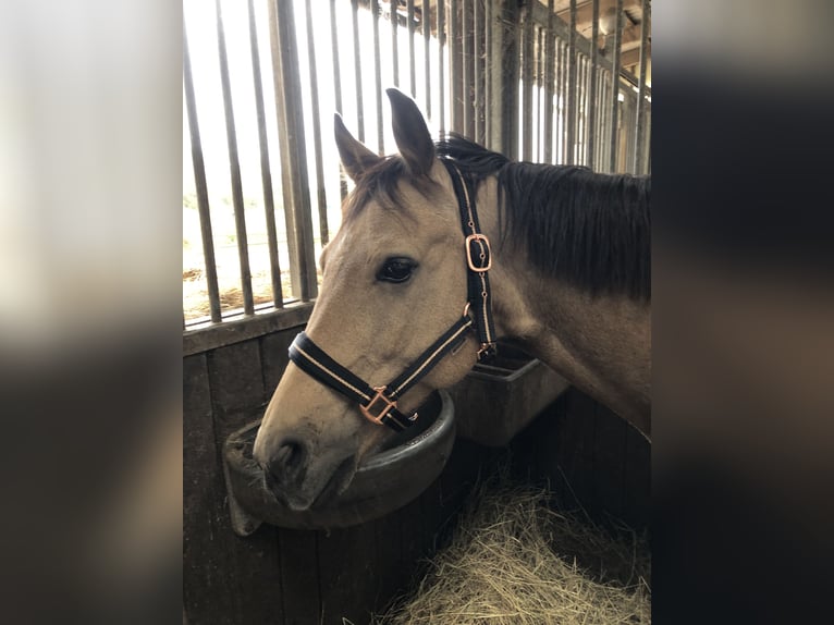 Deutsches Reitpony Wallach 7 Jahre 147 cm Buckskin in M&#xFC;den (Aller)
