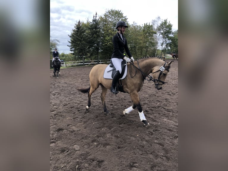 Deutsches Reitpony Wallach 7 Jahre 147 cm Buckskin in M&#xFC;den (Aller)