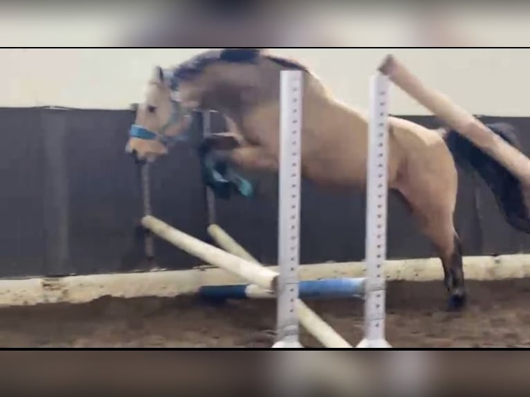 Deutsches Reitpony Wallach 7 Jahre 147 cm Buckskin in M&#xFC;den (Aller)
