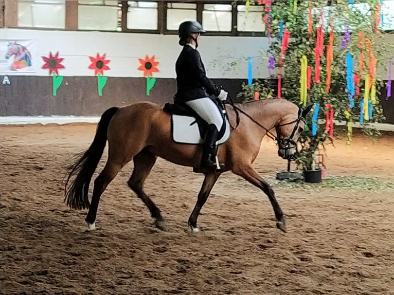 Deutsches Reitpony Wallach 7 Jahre 147 cm Buckskin in M&#xFC;den (Aller)