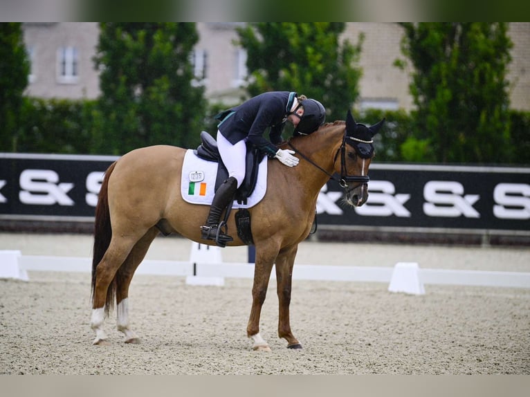 Deutsches Reitpony Wallach 7 Jahre 147 cm Dunkelfuchs in Galway