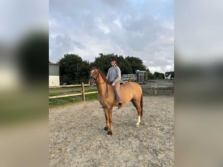 Deutsches Reitpony Wallach 7 Jahre 147 cm Dunkelfuchs in Galway