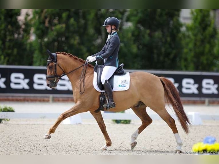 Deutsches Reitpony Wallach 7 Jahre 147 cm Dunkelfuchs in Galway