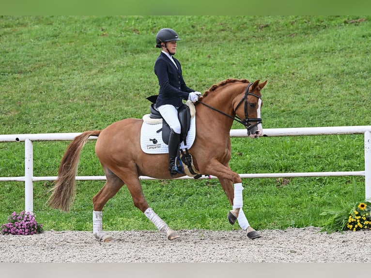 Deutsches Reitpony Wallach 7 Jahre 147 cm Fuchs in Gomadingen